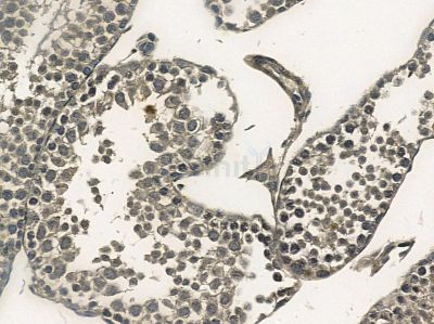 MSK2 Mouse Monoclonal Antibody - BF8553 at 1/100 staining mouse testis tissue by IHC-P.