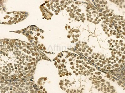Nucleophosmin Mouse Monoclonal Antibody - BF8554 at 1/100 staining mouse testis tissue by IHC-P.