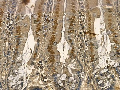 Nucleophosmin Mouse Monoclonal Antibody - BF8554 at 1/100 staining rat colorectal tissue by IHC-P.