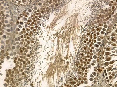 Nucleophosmin Mouse Monoclonal Antibody - BF8554 at 1/100 staining rat testis tissue by IHC-P.