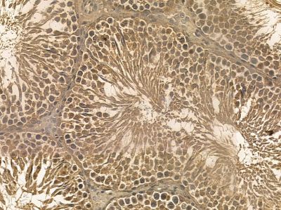 Hsp90 beta Mouse Monoclonal Antibody - BF8555 at 1/100 staining rat testis tissue by IHC-P.