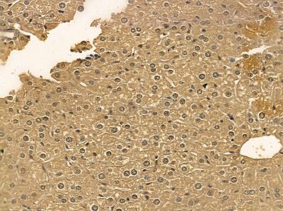 Hsp90 beta Mouse Monoclonal Antibody - BF8555 at 1/100 staining mouse liver tissue by IHC-P.