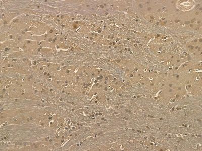 Hsp90 beta Mouse Monoclonal Antibody - BF8555 at 1/100 staining rat brain tissue by IHC-P.