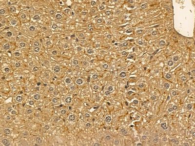 DRP1 Mouse Monoclonal Antibody - BF8564 at 1/100 staining mouse liver tissue by IHC-P.