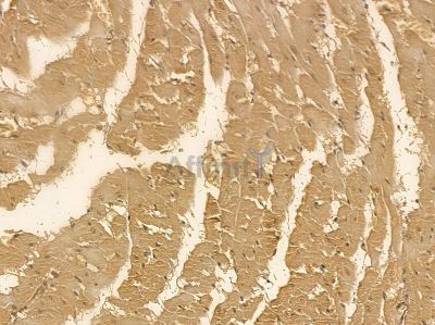 DRP1 Mouse Monoclonal Antibody - BF8564 at 1/100 staining rat heart tissue by IHC-P.