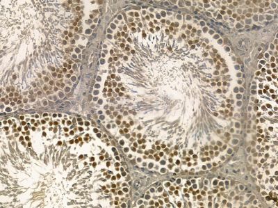 WEE1 Mouse Monoclonal Antibody - BF8565 at 1/100 staining rat testis tissue by IHC-P.