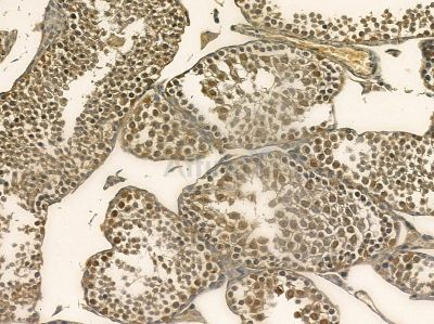 WEE1 Mouse Monoclonal Antibody - BF8565 at 1/100 staining mouse testis tissue by IHC-P.