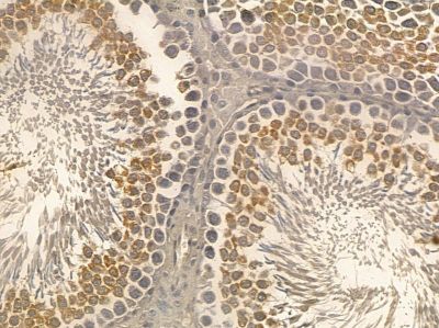 Phospho-E2F1 (Thr433) Mouse Monoclonal Antibody - BF8568 at 1/100 staining rat testis tissue by IHC-P.