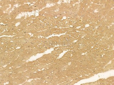 CED6 Mouse Monoclonal Antibody - BF8572 at 1/100 staining rat heart tissue by IHC-P.