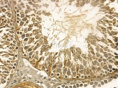 URG4 Mouse Monoclonal Antibody - BF8576 at 1/100 staining rat testis tissue by IHC-P.