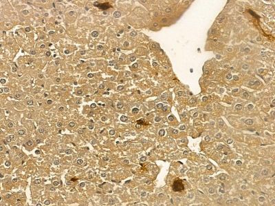 SEPN1 Mouse Monoclonal Antibody - BF8578 at 1/100 staining mouse liver tissue by IHC-P.