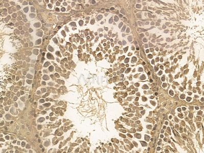 NAA40 Mouse Monoclonal Antibody - BF8579 at 1/100 staining rat testis tissue by IHC-P.