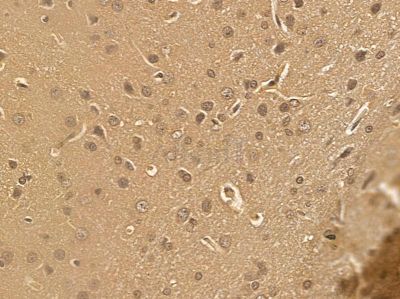 NAA40 Mouse Monoclonal Antibody - BF8579 at 1/100 staining rat brain tissue by IHC-P.