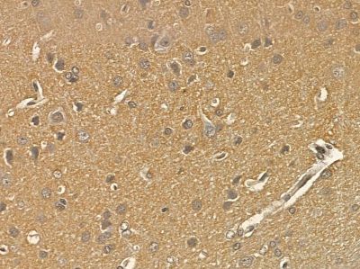 SCLT1 Mouse Monoclonal Antibody - BF8587 at 1/100 staining rat brain tissue by IHC-P.