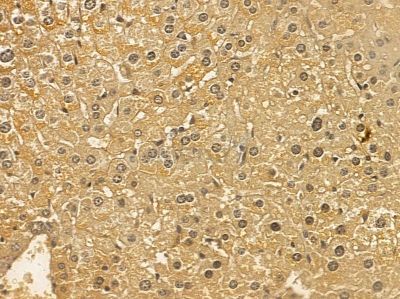 SCAI Mouse Monoclonal Antibody - BF8589 at 1/100 staining mouse liver tissue by IHC-P.