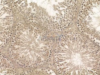 SCAI Mouse Monoclonal Antibody - BF8589 at 1/100 staining rat testis tissue by IHC-P.