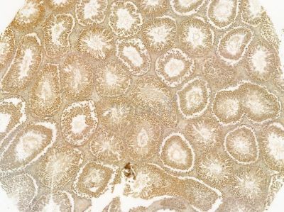 PEG10 Mouse Monoclonal Antibody - BF8590 at 1/100 staining rat testis tissue by IHC-P.