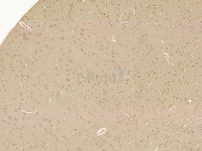 PEG10 Mouse Monoclonal Antibody - BF8590 at 1/100 staining rat brain tissue by IHC-P.