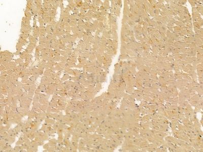 HHLA2 Mouse Monoclonal Antibody - BF8594 at 1/100 staining rat heart tissue by IHC-P.
