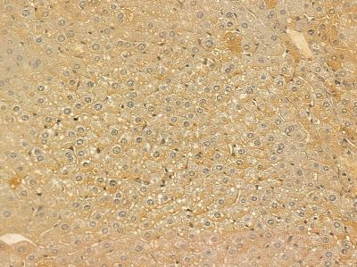 FBXO4 Mouse Monoclonal Antibody - BF8596 at 1/100 staining mouse liver tissue by IHC-P.