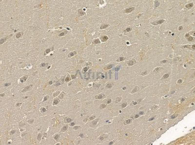 PPP1CA Mouse Monoclonal Antibody - BF8613 at 1/100 staining mouse brain tissue by IHC-P.