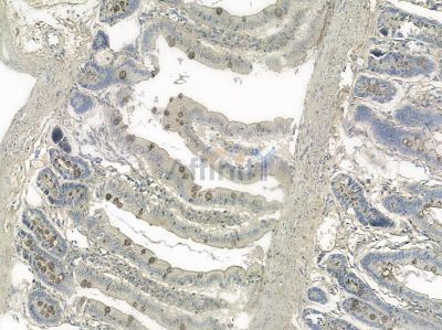 Phospho-FOXO1A (Ser329) Mouse Monoclonal Antibody - BF8616 at 1/100 staining rat colorectal tissue by IHC-P.