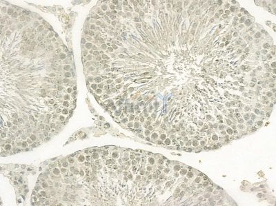 DNA polymerase delta p50 Mouse Monoclonal Antibody - BF8617 at 1/100 staining rat testis tissue by IHC-P.