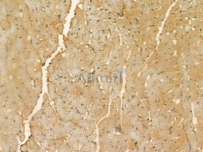 Apc11 Mouse Monoclonal Antibody - BF8619 at 1/100 staining rat heart tissue by IHC-P.