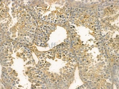Apc11 Mouse Monoclonal Antibody - BF8619 at 1/100 staining mouse testis tissue by IHC-P.