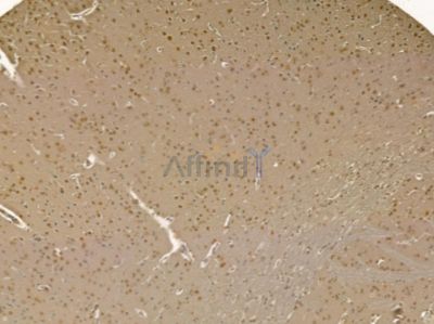 NAF1 Mouse Monoclonal Antibody - BF8623 at 1/100 staining rat brain tissue by IHC-P.