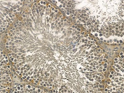 MIDN Mouse Monoclonal Antibody - BF8624 at 1/100 staining rat testis tissue by IHC-P.