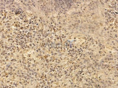 LAG3/CD223 Mouse Monoclonal Antibody - BF8632 at 1/100 staining rat spleen tissue by IHC-P.