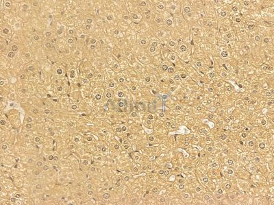 ALKBH1 Mouse Monoclonal Antibody - BF8633 at 1/100 staining mouse liver tissue by IHC-P.