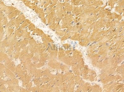 ALKBH1 Mouse Monoclonal Antibody - BF8633 at 1/100 staining rat heart tissue by IHC-P.