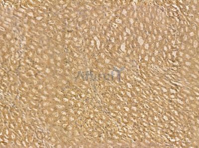 ACAD9 Mouse Monoclonal Antibody - BF8638 at 1/100 staining rat kidney tissue by IHC-P.