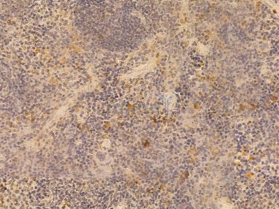 ALDH3B2 Mouse Monoclonal Antibody - BF8640 at 1/100 staining mouse spleen tissue by IHC-P.