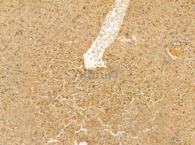 ALS2 Mouse Monoclonal Antibody - BF8641 at 1/100 staining mouse liver tissue by IHC-P.