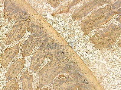CHST5 Mouse Monoclonal Antibody - BF8643 at 1/100 staining mouse colorectal tissue by IHC-P.