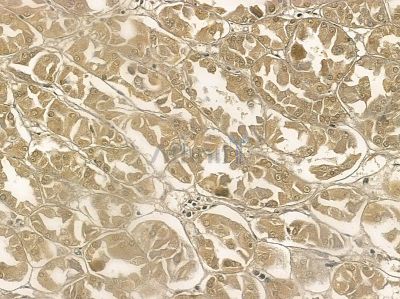 CEP27 Mouse Monoclonal Antibody - BF8644 at 1/100 staining mouse pancreatic tissue by IHC-P.