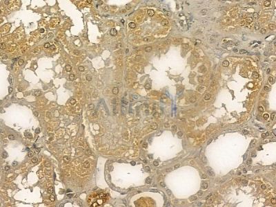 CEP27 Mouse Monoclonal Antibody - BF8644 at 1/100 staining human normal kidney tissue by IHC-P.