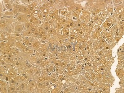 COPG Mouse Monoclonal Antibody - BF8646 at 1/100 staining rat kidney tissue by IHC-P.