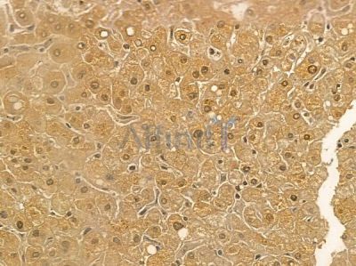 COPG Mouse Monoclonal Antibody - BF8646 at 1/100 staining human normal liver tissue by IHC-P.
