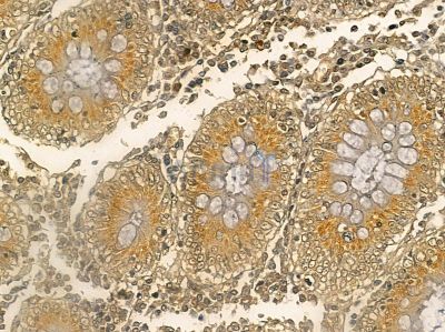 RPC6 Mouse Monoclonal Antibody - BF8648 at 1/100 staining rat testis tissue by IHC-P.