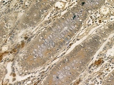 RPC6 Mouse Monoclonal Antibody - BF8648 at 1/100 staining mouse liver tissue by IHC-P.