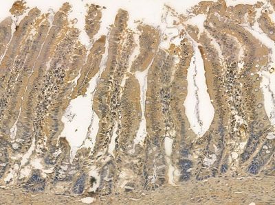 SAA3P Mouse Monoclonal Antibody - BF8650 at 1/100 staining rat colorectal tissue by IHC-P.