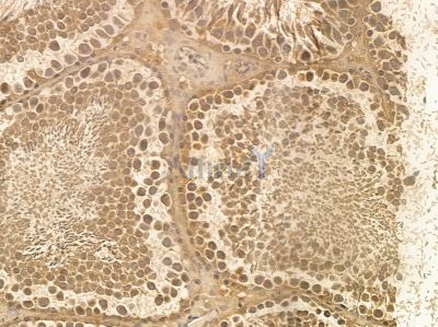 SCNM1 Mouse Monoclonal Antibody - BF8652 at 1/100 staining rat testis tissue by IHC-P.