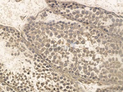 SCNM1 Mouse Monoclonal Antibody - BF8652 at 1/100 staining mouse testis tissue by IHC-P.