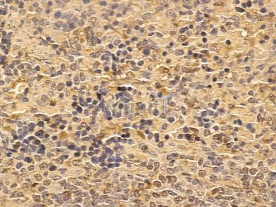 SPIB Mouse Monoclonal Antibody - BF8656 at 1/100 staining rat spleen tissue by IHC-P.