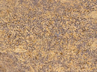 SPIB Mouse Monoclonal Antibody - BF8656 at 1/100 staining mouse spleen tissue by IHC-P.
