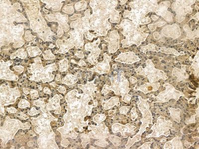 SYDE1 Mouse Monoclonal Antibody - BF8662 at 1/100 staining mouse lung tissue by IHC-P.